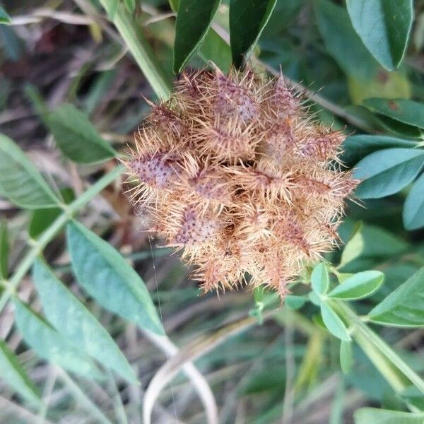 Glycyrrhiza echinata Vaisius