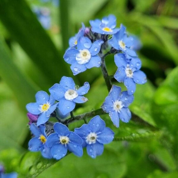 Myosotis alpestris Цвят