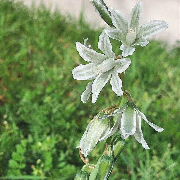 Ornithogalum nutans Flor