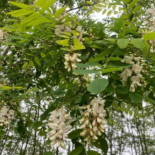 Robinia viscosa Other