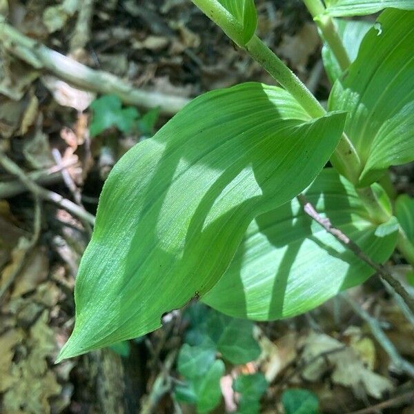 Epipactis helleborine Blatt