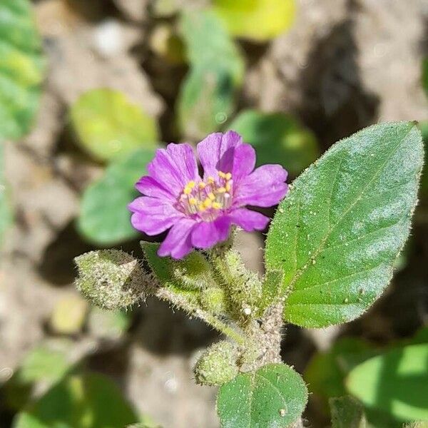 Allionia incarnata Çiçek