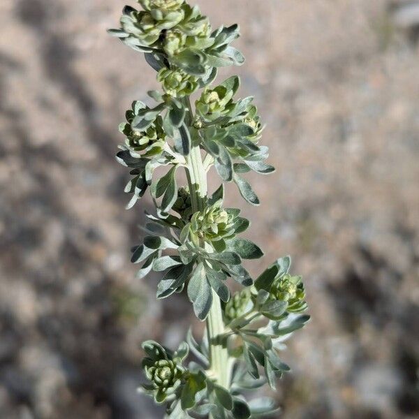 Artemisia absinthium Flower