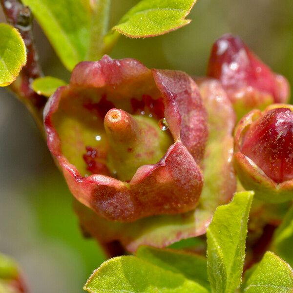 Gaylussacia baccata Flors