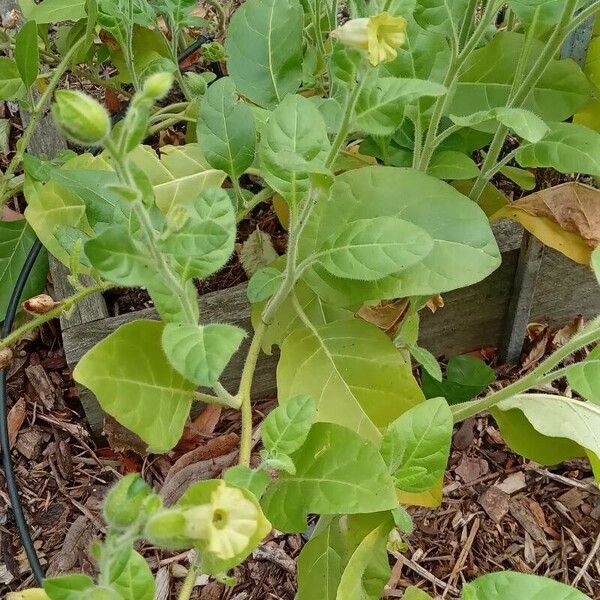 Nicotiana rustica অভ্যাস