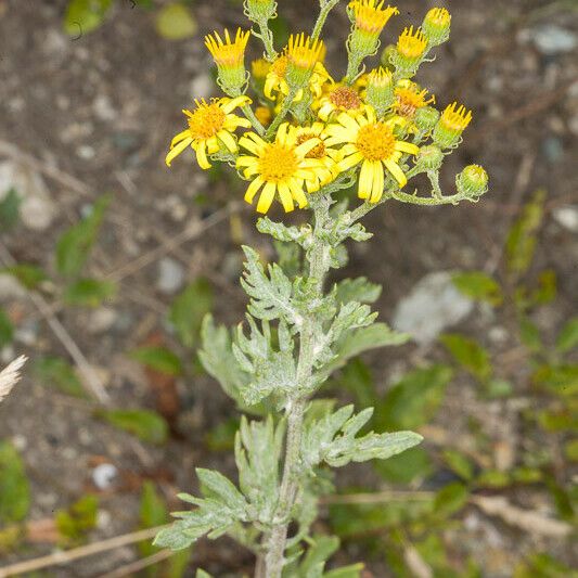 Jacobaea erucifolia Flower