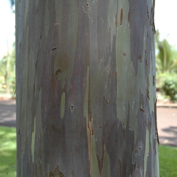 Eucalyptus deglupta बार्क (छाल)