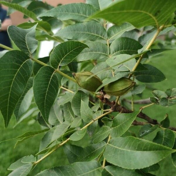 Carya illinoinensis برگ