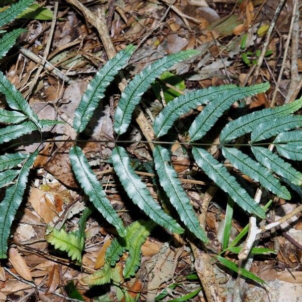 Pteris balansae Vekstform