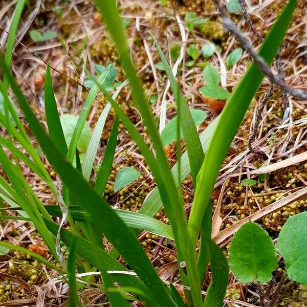 Tofieldia calyculata Hostoa