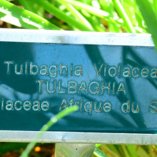 Tulbaghia alliacea Leaf