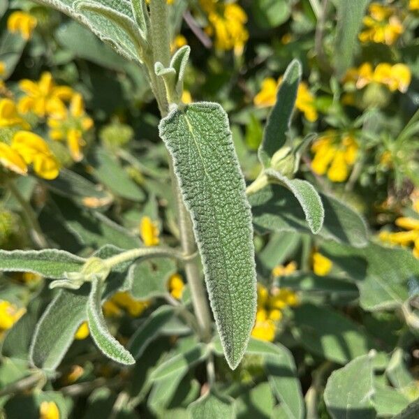 Phlomis fruticosa Fulla