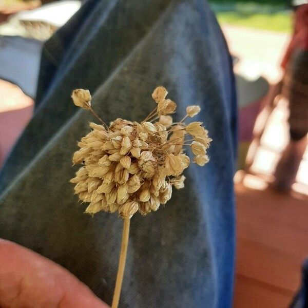 Allium polyanthum Blüte