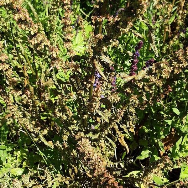 Rumex conglomeratus عادت داشتن