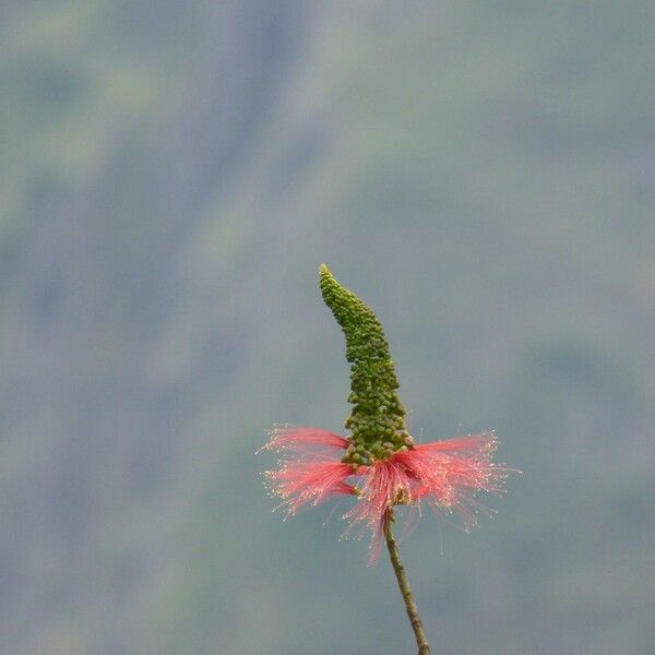 Calliandra houstoniana Кветка