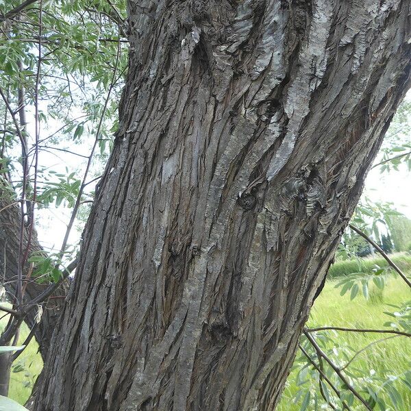 Elaeagnus angustifolia Bark