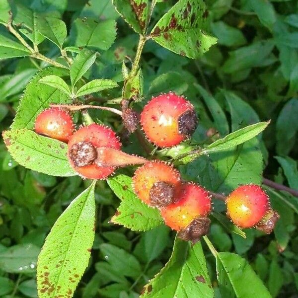 Rosa palustris Plod