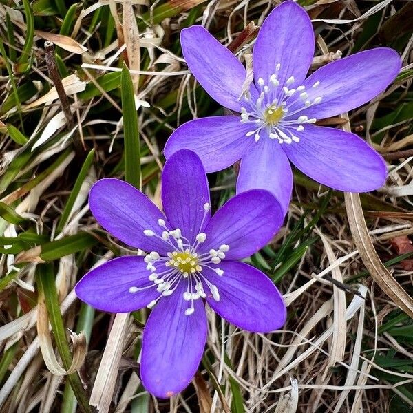 Anemone hepatica Flower