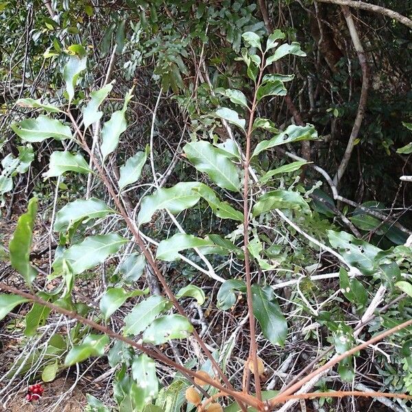 Cupaniopsis azantha