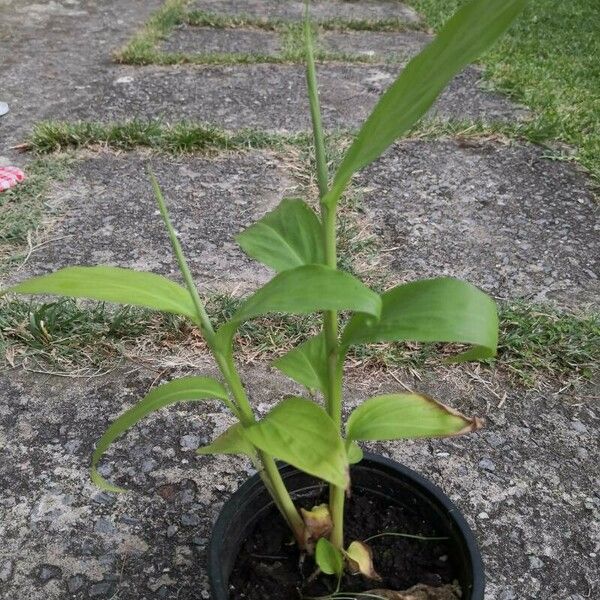 Curcuma longa Liść