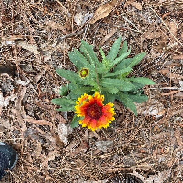 Gaillardia aristata 花