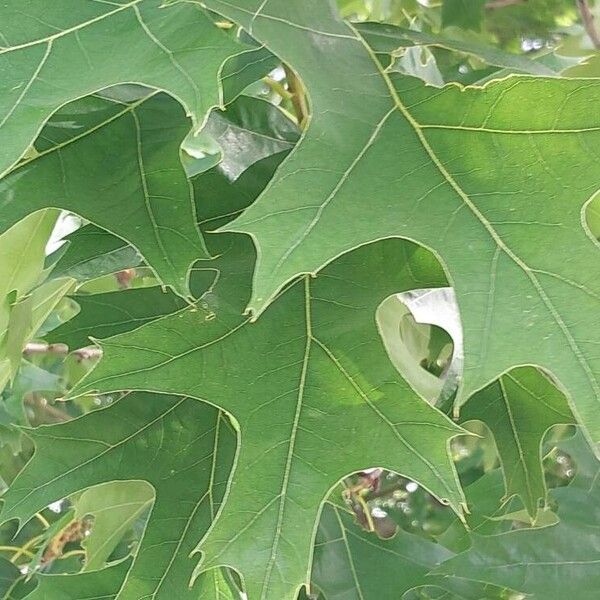 Quercus velutina Lapas