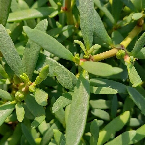 Sesuvium portulacastrum Ліст