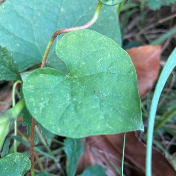 Ipomoea purpurea Leaf