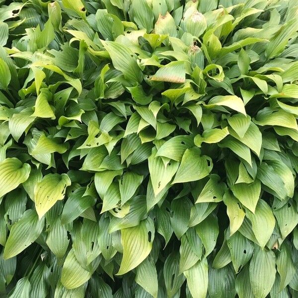 Hosta lancifolia Leaf