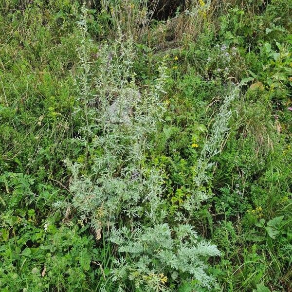 Artemisia absinthium Leaf