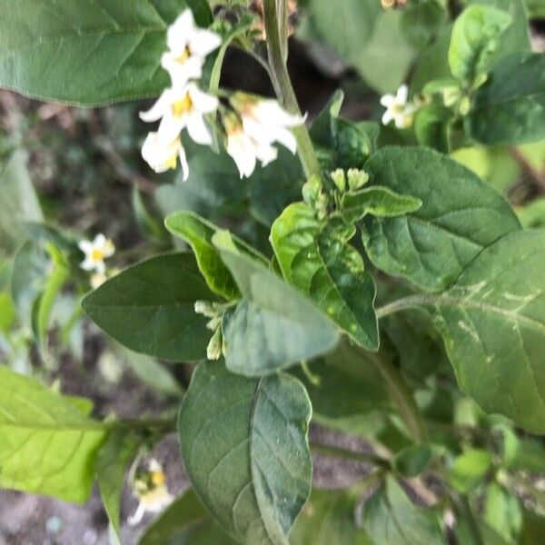 Solanum douglasii Blomst