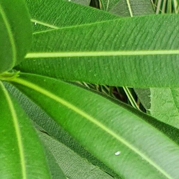 Nerium oleander Hoja