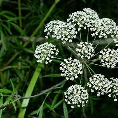 Ammi majus ᱵᱟᱦᱟ