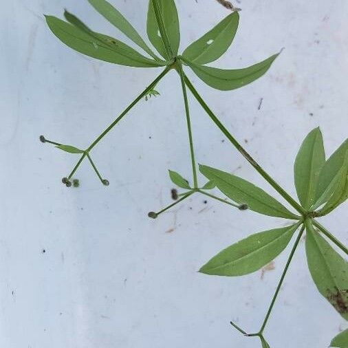 Galium triflorum Fruit