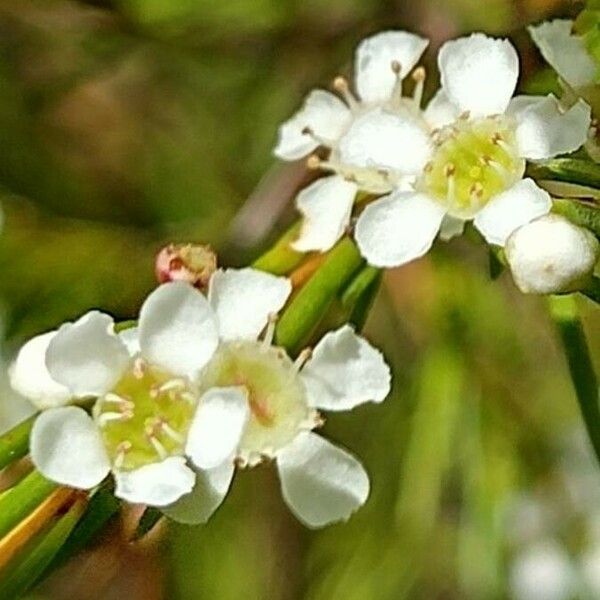 Baeckea linifolia Cvet