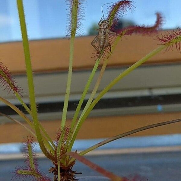 Drosera capensis 葉