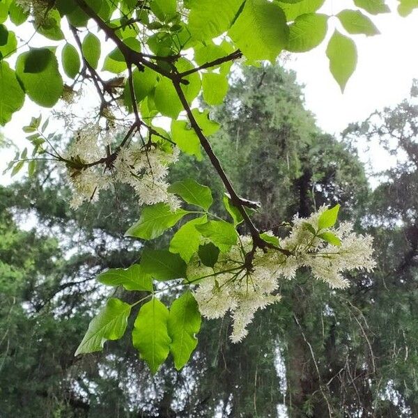 Fraxinus ornus Hoja