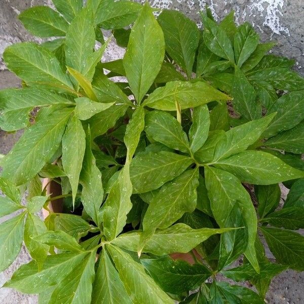 Arisaema dracontium पत्ता