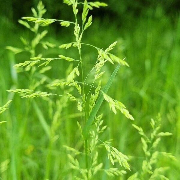 Poa trivialis Leaf