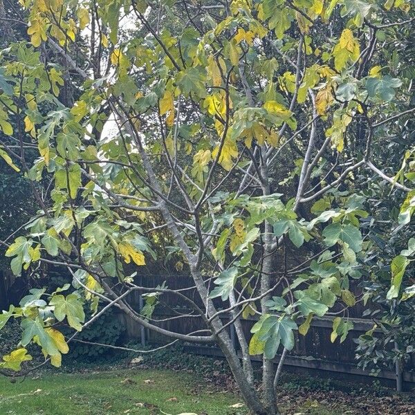 Ficus carica Frunză