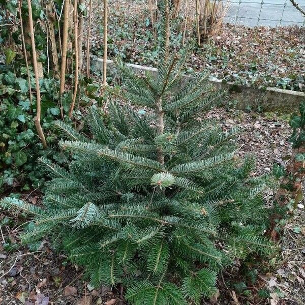 Abies nordmanniana Buveinė