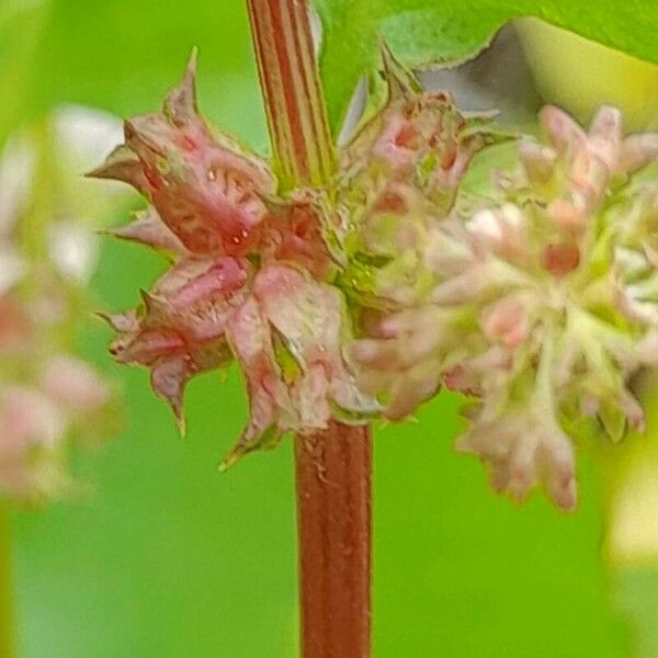 Rumex spinosus फूल