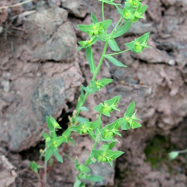 Euphorbia falcata Blüte