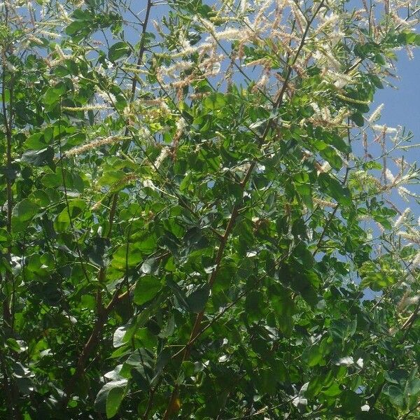 Mimosa caesalpiniifolia Habit