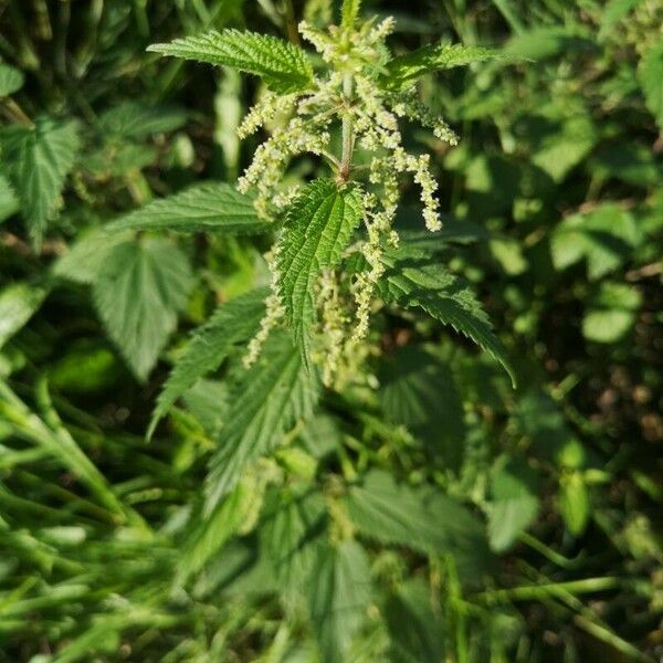 Urtica dioica Кветка