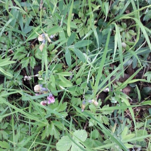 Lathyrus linifolius Habitatea