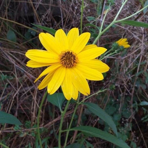 Helianthus tuberosus Flower