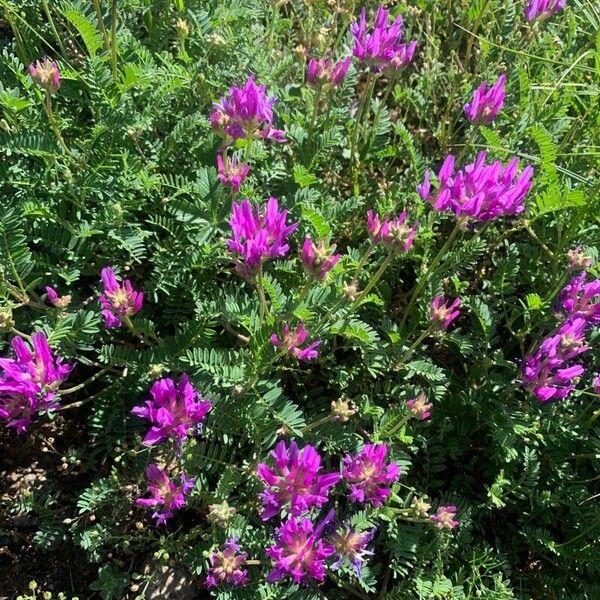 Astragalus onobrychis Flor