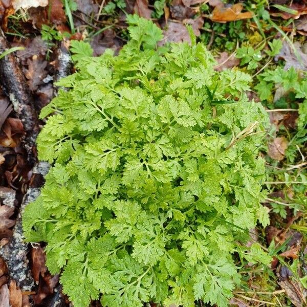 Tanacetum parthenium Leaf