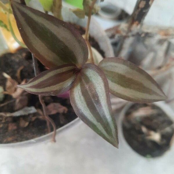 Tradescantia fluminensis ഇല